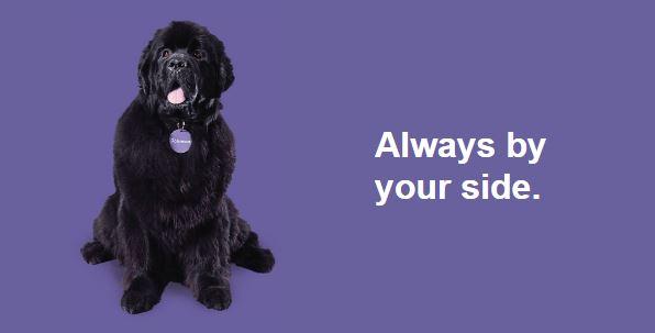 banner-dog-Johnson-Insurance.jpg